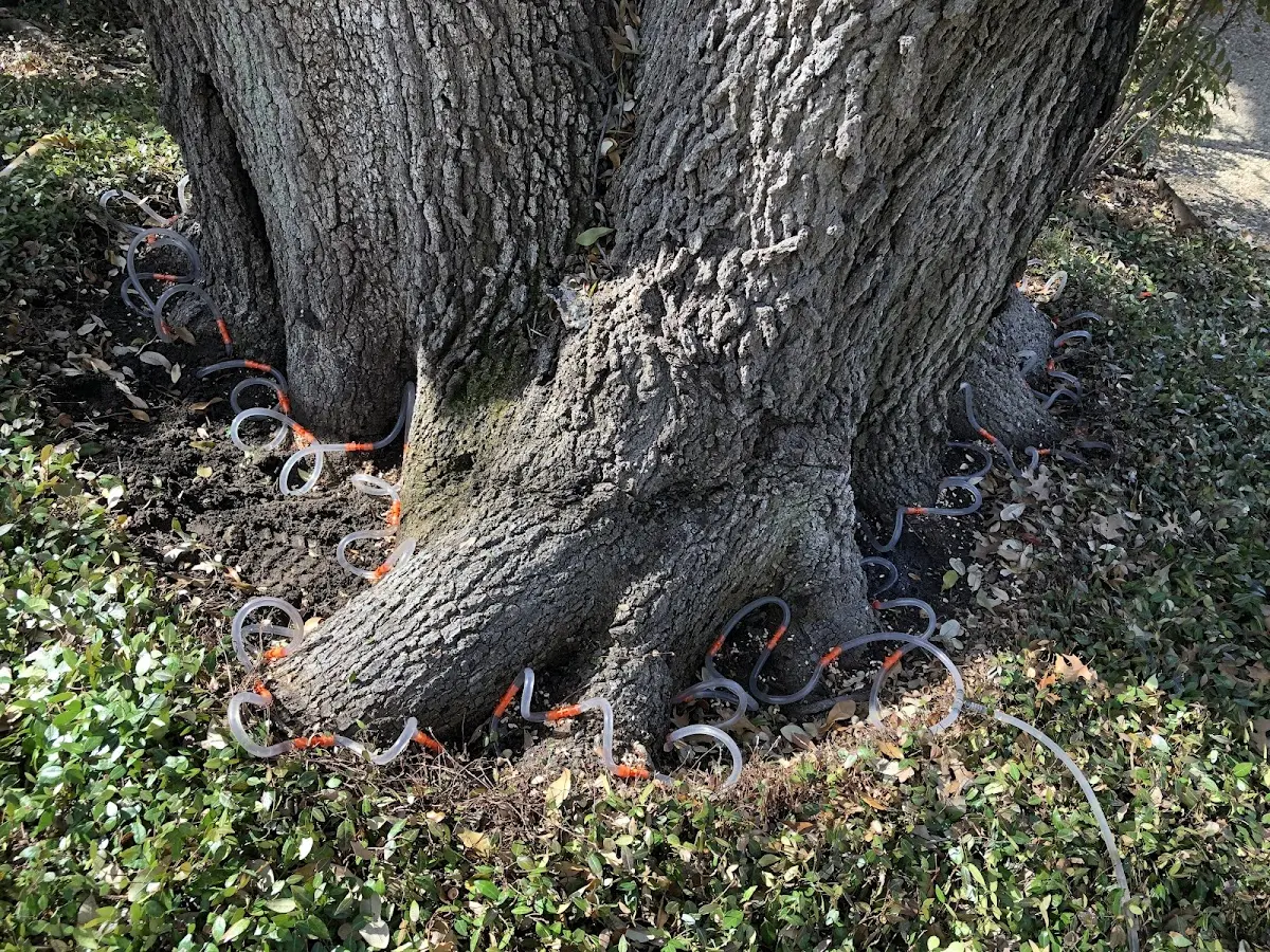 Detailed Tree Cabling and Bracing job site in Askov