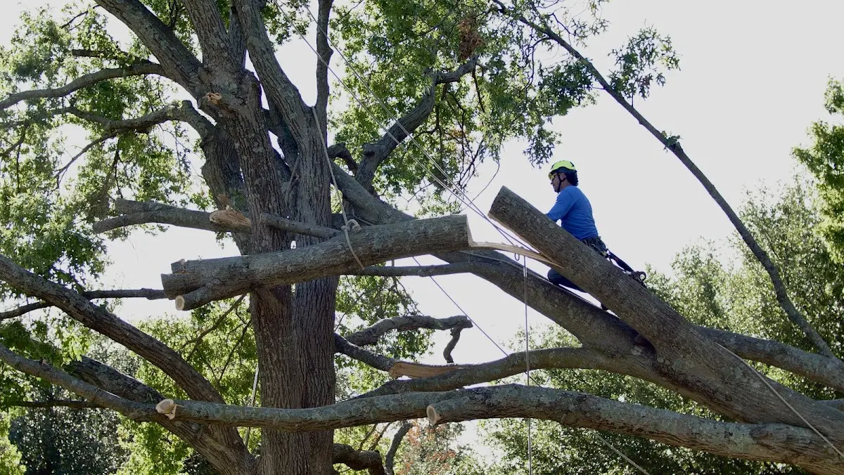 Professional Crown Thinning performed by certified arborists in Askov