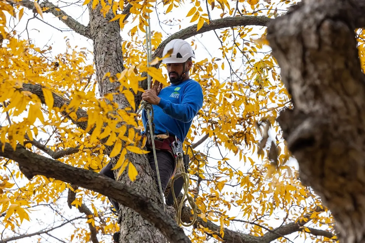 Skilled Tree Trimming crew working in Askov